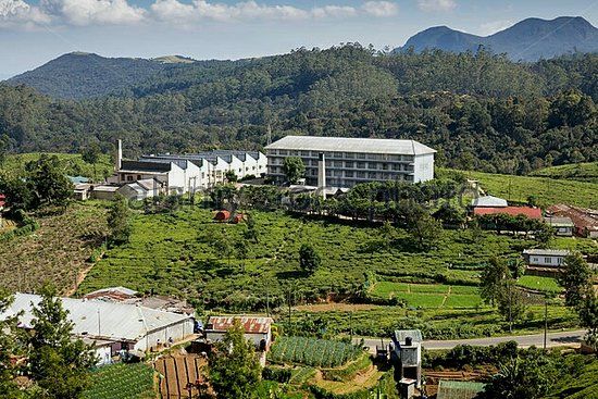 Pedro Tea Factory